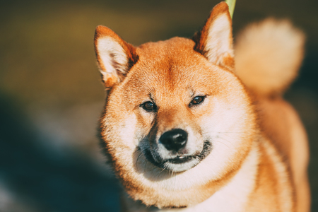 日本のマンション暮らしに合った犬のトイレトレーニング術