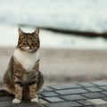 猫がトイレを嫌がる原因と砂の種類による解決方法