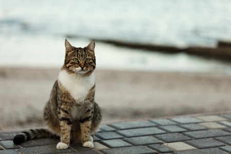 猫がトイレを嫌がる原因と砂の種類による解決方法