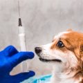 アレルギーのあるペットのワクチン接種方法と主な副反応一覧