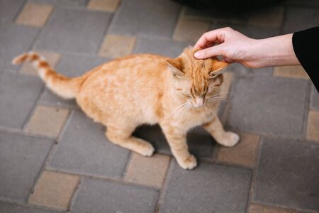 アパート・マンションにおける共同住宅のペット飼育ルールと違反時の措置