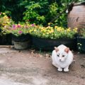 多頭飼い家庭のための防災対策：犬・猫・小動物のケーススタディ