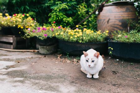 多頭飼い家庭のための防災対策：犬・猫・小動物のケーススタディ