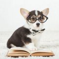 ペットの最期に備える：事前に考えておくべきことと心の整理