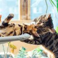 猫が家具で爪をとぐ時のしつけのポイントと成功例