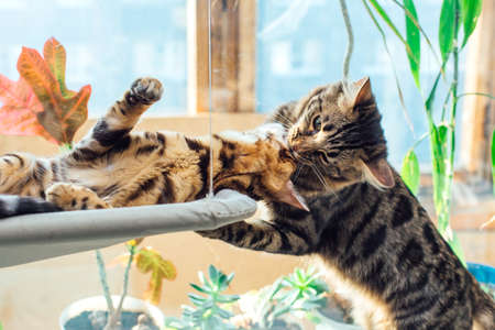 猫が家具で爪をとぐ時のしつけのポイントと成功例