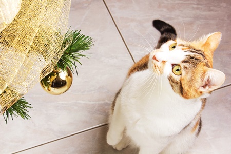 クリッカーを用いた多頭飼いトレーニングのポイントと日本の事例