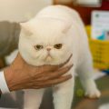 高齢ペットや病気のペット向けバリアフリー住宅改造術