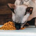 多頭飼いで発生しやすいストレスとそのケア方法