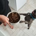 シニアペットの食欲が戻る！ご褒美トッピングアイディア21選