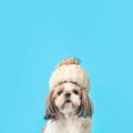 アメリカンショートヘアの性格や飼い方のポイント