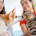ペットと楽しむ季節ごとの日本伝統イベントグッズ完全ガイド