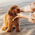 ペットと飼い主のストレスを減らすトイレしつけのポイント