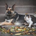 日本の高齢犬・高齢猫に多い腫瘍・がんの症状と早期発見のポイント