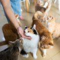 シニア猫と若い猫：年齢差のある多頭飼いの工夫