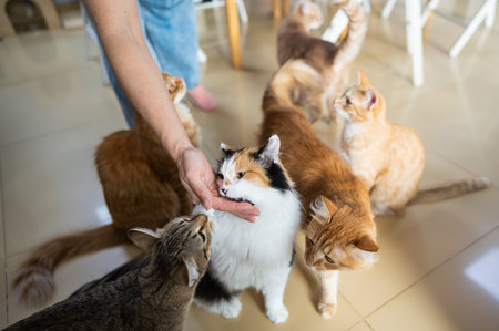 シニア猫と若い猫：年齢差のある多頭飼いの工夫
