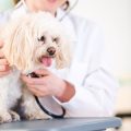 動物病院通いが必要な猫へのストレス配慮の工夫