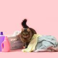 アレルギー対策と衛生管理：猫を複数飼う家の清掃方法