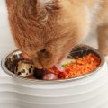 高齢ペットや療養中の子におすすめのフードボウルと給餌機