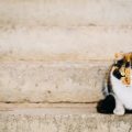 猫のストレスによる問題行動の原因と解決法