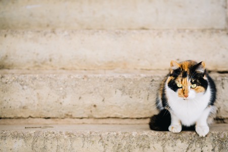 猫のストレスによる問題行動の原因と解決法