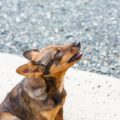犬の無駄吠え防止グッズを徹底比較！選び方と使い方のコツ