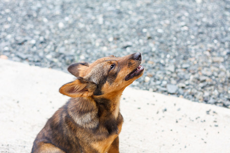 犬の無駄吠え防止グッズを徹底比較！選び方と使い方のコツ