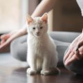 高齢ペットのための寒暖対策グッズ：快適な環境作り