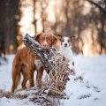 ボランティア団体と動物保護団体の役割