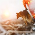 災害時のペットワクチン管理と緊急時の対策マニュアル