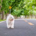 譲渡時に行われる審査の基準と実際