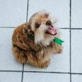 自治体ごとのペット登録に関する違い