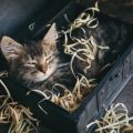 床ずれ予防とケア：日本の動物病院で推奨される方法