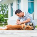 しつけと健康を両立させる！日本の飼育環境で気をつけたい栄養管理