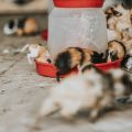 小動物の健康を守る安心設計のケージ選びと誤食対策