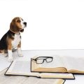 高齢ペットの看取り体験談とそこから学ぶ心構え