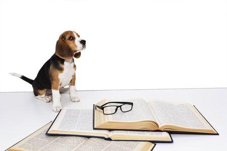 高齢ペットの看取り体験談とそこから学ぶ心構え