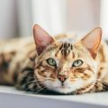 高齢猫のストレス対策と介護ポイント