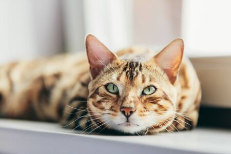 高齢猫のストレス対策と介護ポイント