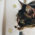 猫の健康を守るための安全なキャットフード保存方法と注意点