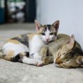 多頭飼いでの災害対策と避難時の猫の安全確保