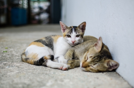 多頭飼いでの災害対策と避難時の猫の安全確保