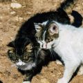 高齢猫や病気の猫に向いたトイレ砂の特徴と選び方