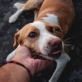 ペットの飼育放棄防止―動物愛護週間を通じて伝えたい飼い主の責任