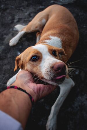 ペットの飼育放棄防止―動物愛護週間を通じて伝えたい飼い主の責任