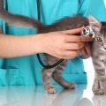 緊急時に備えておくべき動物病院リストの作り方