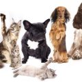 猫と犬で選ぶフードボウルのポイント－愛犬・愛猫に最適なアイテムは？