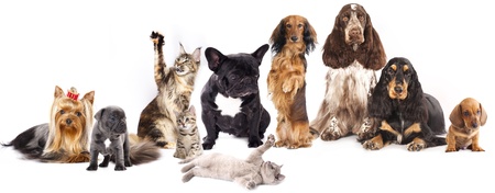 猫と犬で選ぶフードボウルのポイント－愛犬・愛猫に最適なアイテムは？