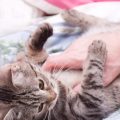 猫の爪とぎ行動を活用したストレスチェックと健康管理法