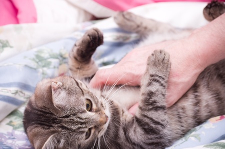猫の爪とぎ行動を活用したストレスチェックと健康管理法